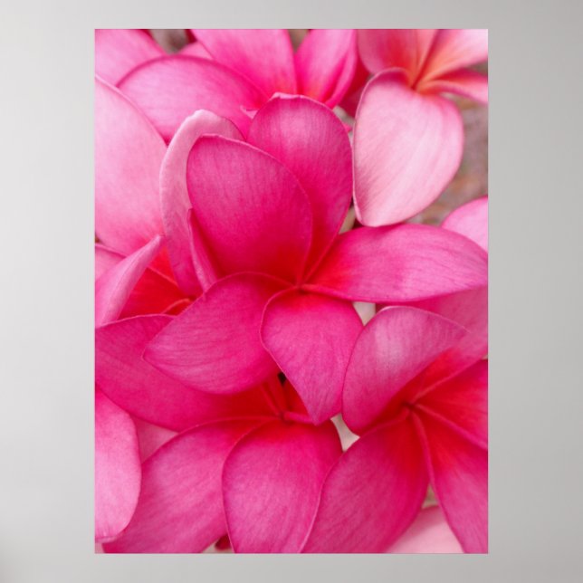 Hawaiianische Plumeria Poster (Vorne)