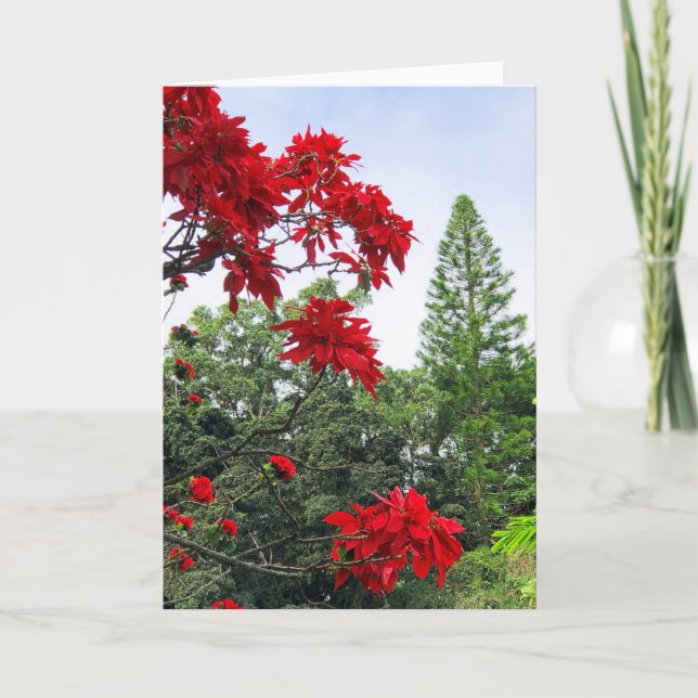 Hawaiianische Poinsettien Karte (Vorderseite)
