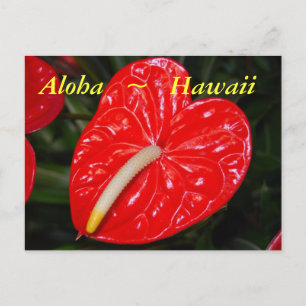 Hawaiianische Rote Anthurium-Blume Postkarte
