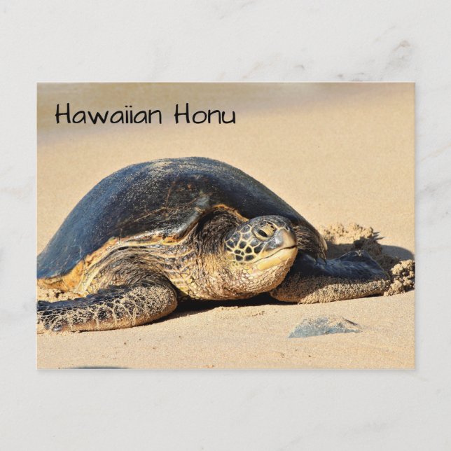 Hawaiianische Schildkröte Postkarte (Vorderseite)