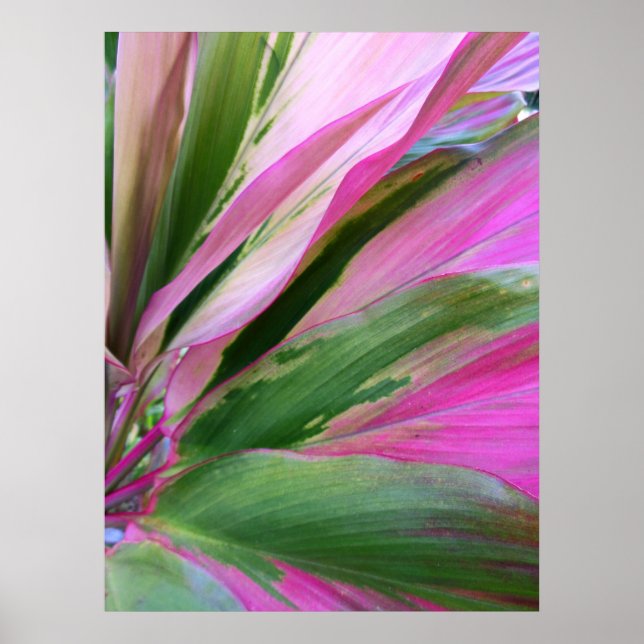 Hawaiianische Ti-Pflanze Poster (Vorne)