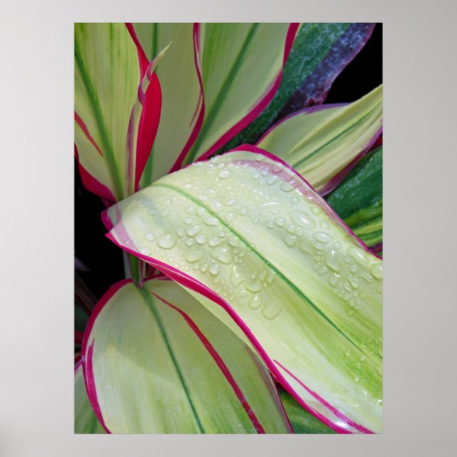 Hawaiianische Ti-Pflanze Poster (Vorne)