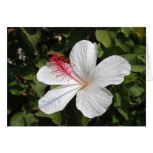 Hawaiianische weiße Hibiskus-Karte