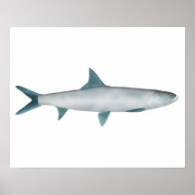Hawaiianischer Fisch