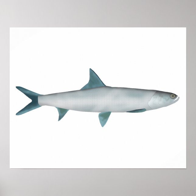 Hawaiianischer Fisch Poster (Vorne)