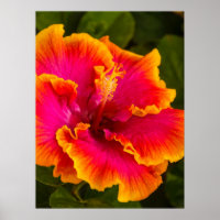 Hawaiianischer Fuchsien und Orangefarbener Hibisku