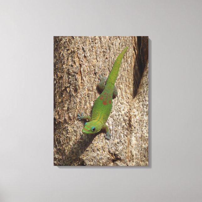 Hawaiianischer Gecko niedliche tropische landschaf Leinwanddruck (Vorderseite)
