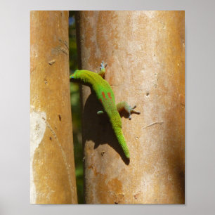Hawaiianischer Gecko Poster