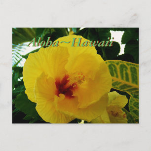 Hawaiianischer Gelber Hibiskus Blume Postkarte