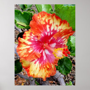 Hawaiianischer Hybrid-Hibiskus Poster