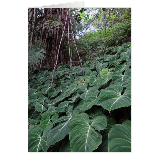 Hawaiianischer Regenwald (Vorne)