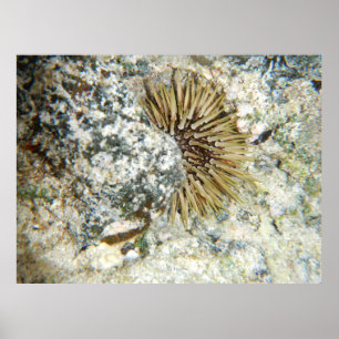 Hawaiianischer Seeigel Poster