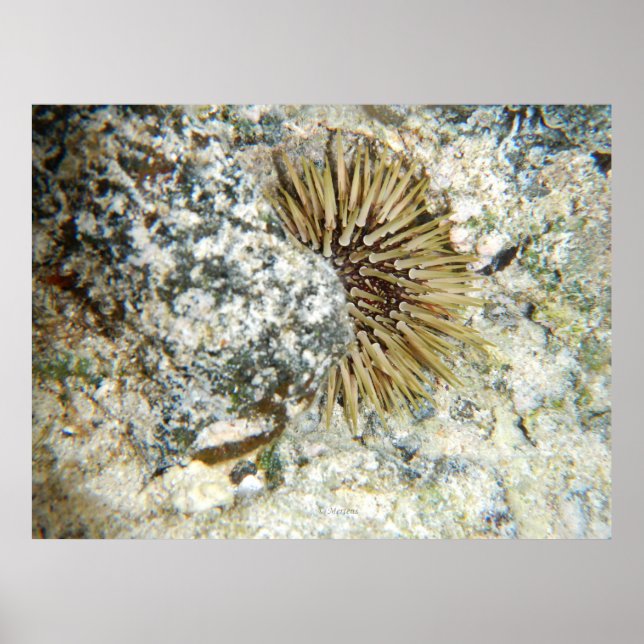 Hawaiianischer Seeigel Poster (Vorne)