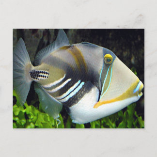 Hawaiianischer Tropischer Fisch Postkarte