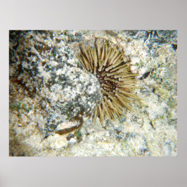 Hawaiianischer Urchin Poster