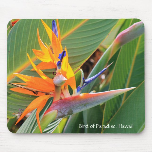 Hawaiianischer Vogel der Paradise Mouse Pad Mousepad (Vorne)
