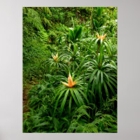 Hawaiianischer Wanderweg
