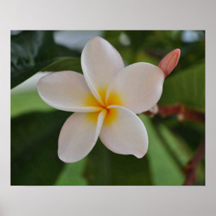 Hawaiianisches Blumenposter Poster