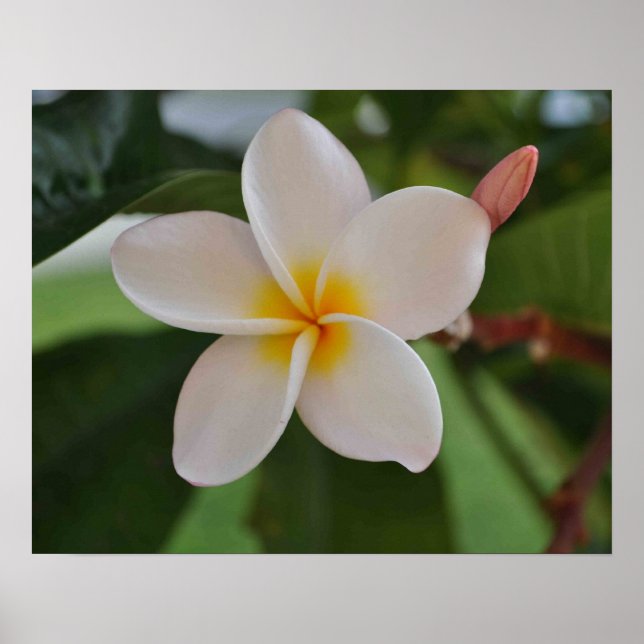 Hawaiianisches Blumenposter Poster (Vorne)