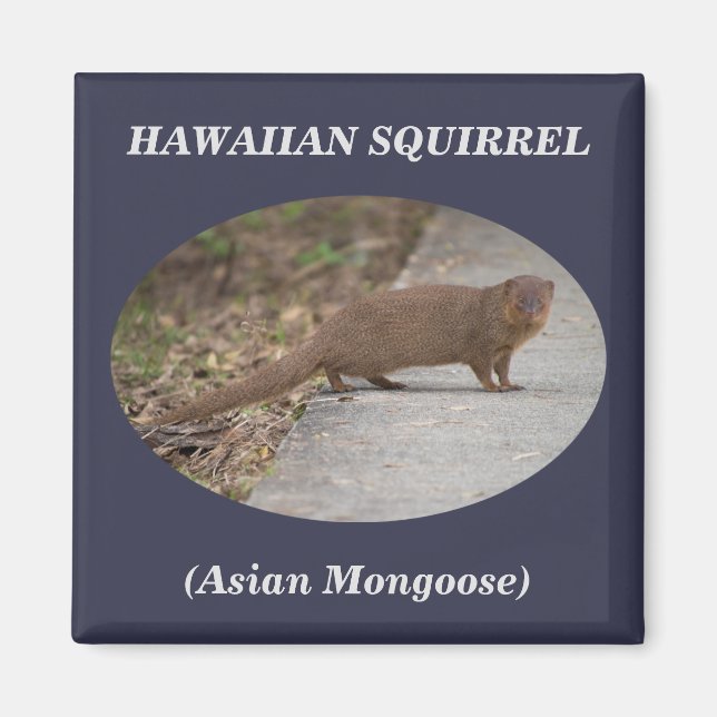 Hawaiianisches Eichhörnchen (Asiatische Mongolei) Magnet (Vorne)