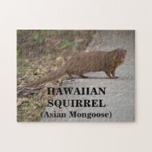 Hawaiianisches Eichhörnchen (asiatische Mongolei)