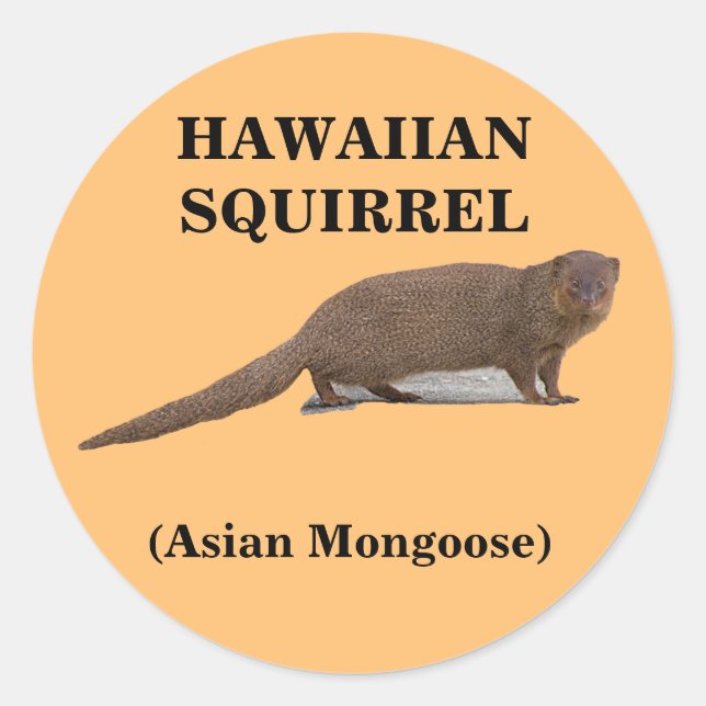 Hawaiianisches Eichhörnchen (Asiatische Mongolenha Runder Aufkleber (Vorderseite)