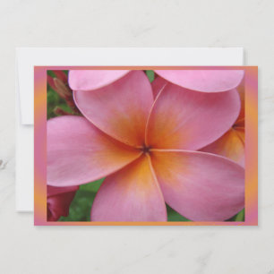 Hawaiianisches Rosa Plumeria Tropische Blume Leere
