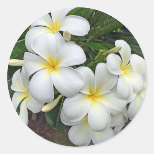 Hawaiiplumeria-Blumen Runder Aufkleber