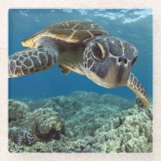 Hawaiische grüne Meeresschildkröte Glasuntersetzer