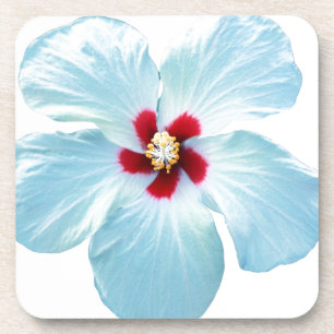 Hawaiische Hibiskus-Blume Getränkeuntersetzer