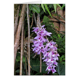 Hawaiische Honohono Orchideen