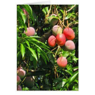 Hawaiische Mangos