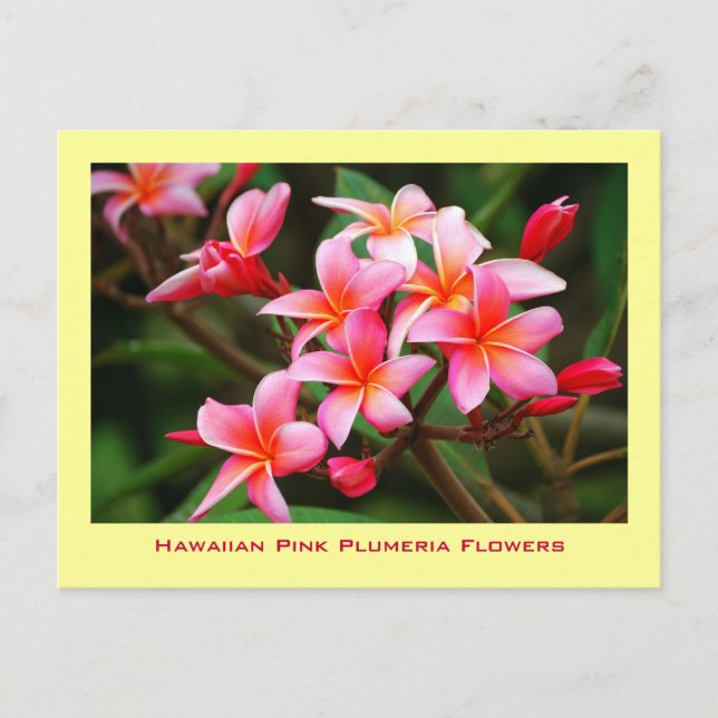 Hawaiische rosa Plumeria-Blumen, Maui Postkarte (Vorderseite)