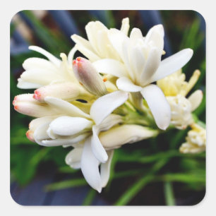 Hawaiische Tuberose-Gruppe Quadratischer Aufkleber
