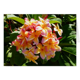 Hawaiischer Frangipani