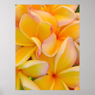 Hawaiischer Frangipani Poster