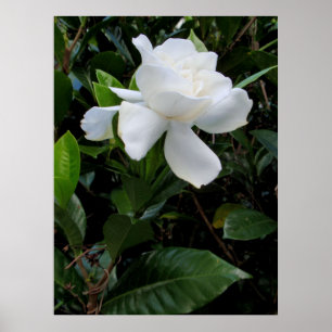Hawaiischer Gardenia Poster