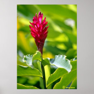 Hawaiischer Ingwer Poster