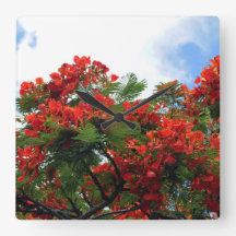 Hawaiischer königlicher Poinciana blühender Baum