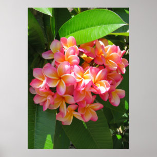 Hawaiischer Plumeria Poster