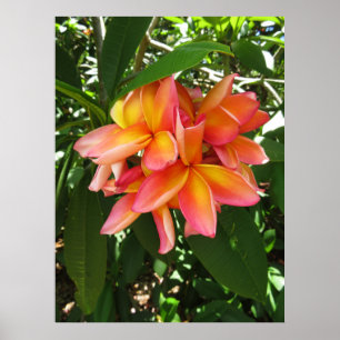 Hawaiischer Plumeria Poster