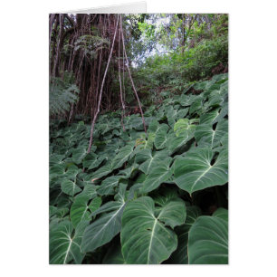 Hawaiischer Regenwald