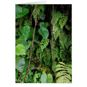 Hawaiischer Regenwald