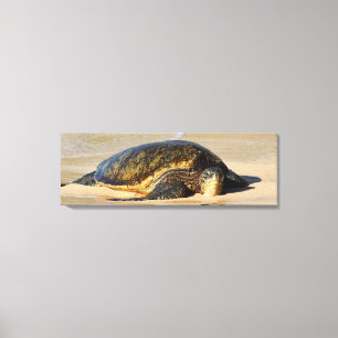 Hawaiischer Seeschildkröte-Leinwand-Druck Leinwanddruck