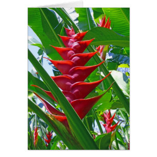Hawaiisches Heliconia