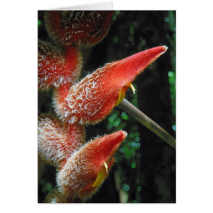 Hawaiisches Heliconia