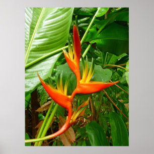 Hawaiisches Heliconia Poster