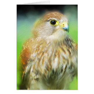 Hawk