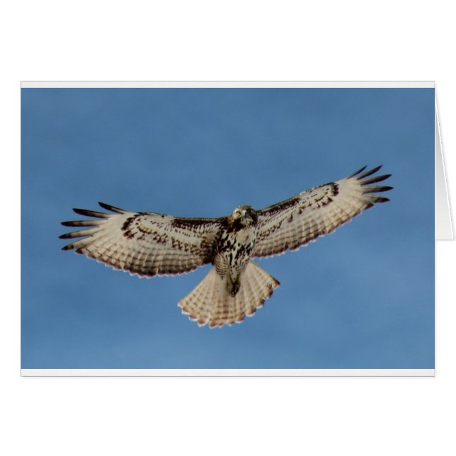 Hawk (Vorderseite (Horizontal))