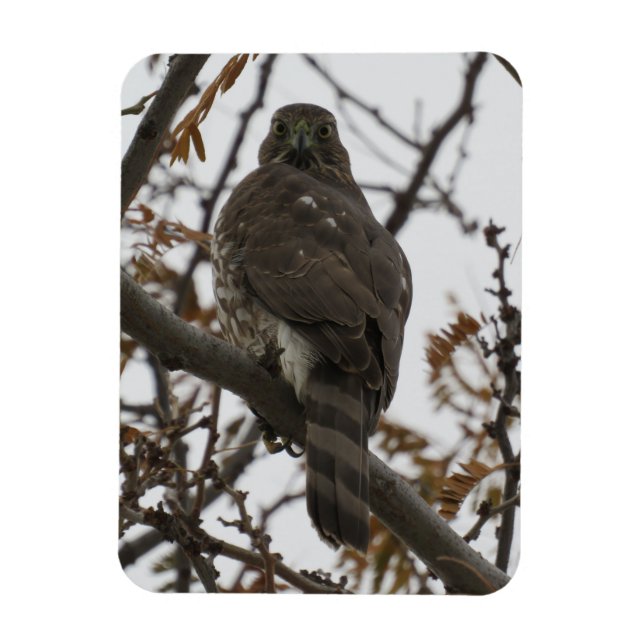 Hawk Blick zurück Magnet (Vertikal)